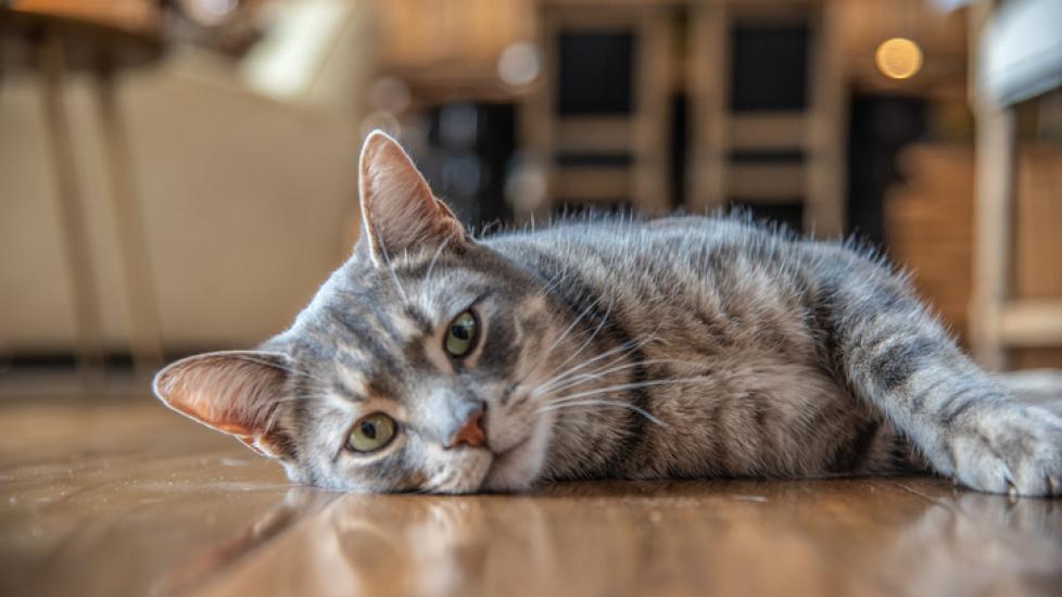 A gray tabby cat lying on a cool floor, as if he’s hot. Learn whether cats sweat.