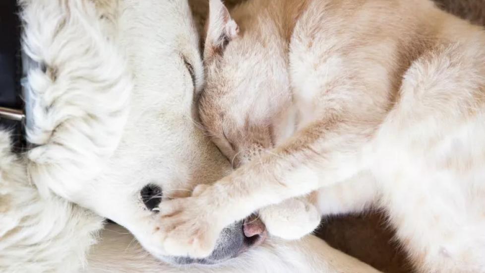 Learn about the signs of cancer in your dog