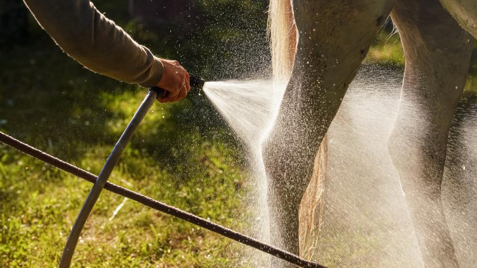 Horse being hosed with cold water equine cryotherapy Slug: equine-cryotherapy