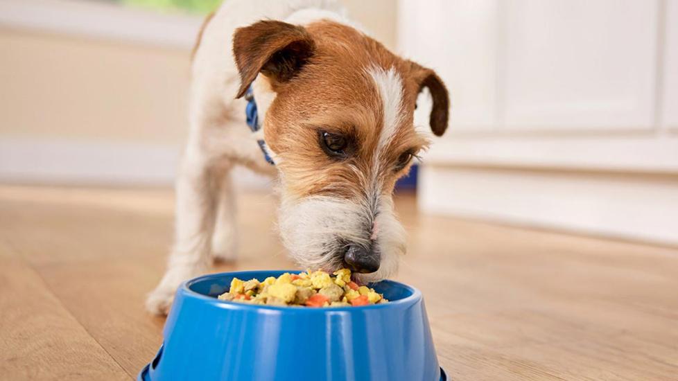 fresh dog food: dog eating fresh dog food