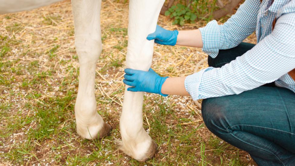horse legs being examined