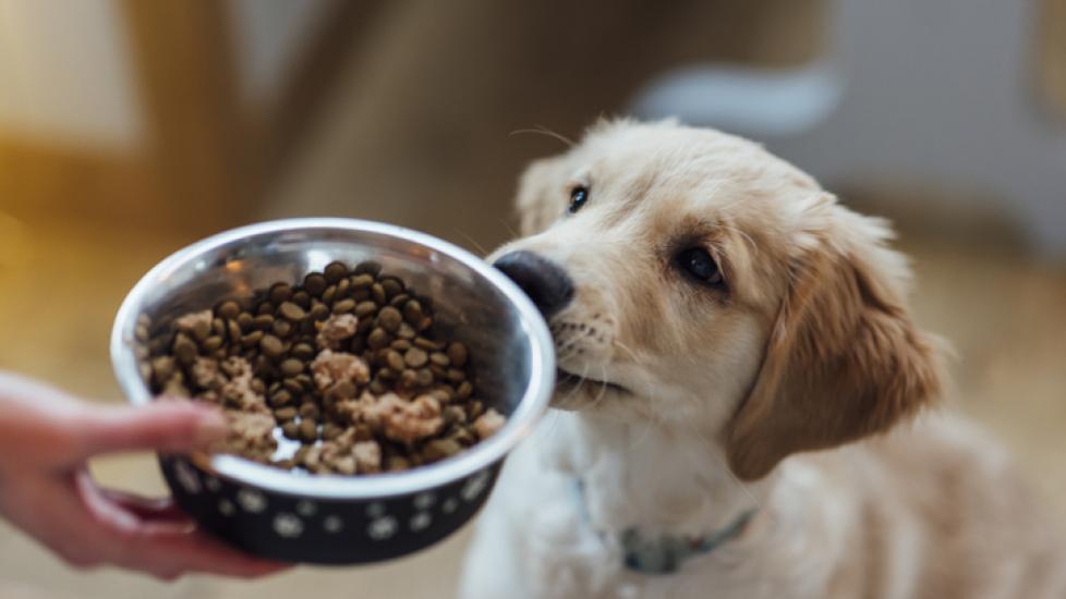 how much should a 15 pound puppy eat