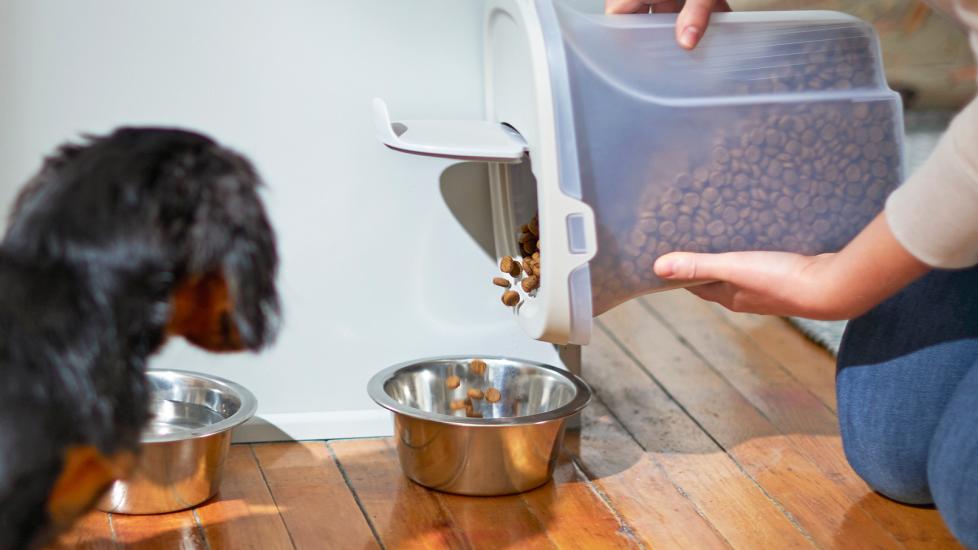 how to store dog food: pet parent pouring kibble into dog bowl