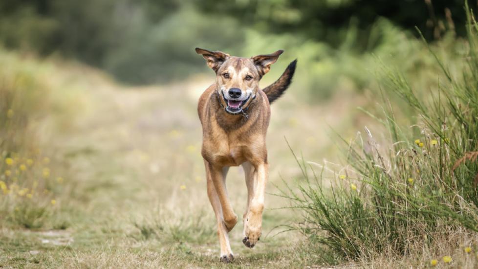 A dog responding to the “come” training cue. Learn how to teach a dog to come.