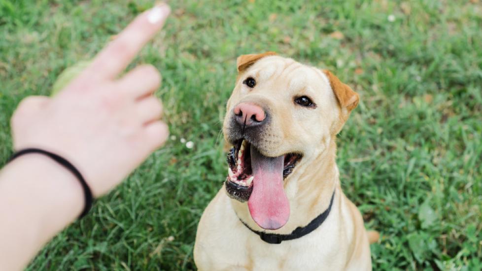 A dog following the sit cue from a pet parent who has learned how to teach a dog to sit