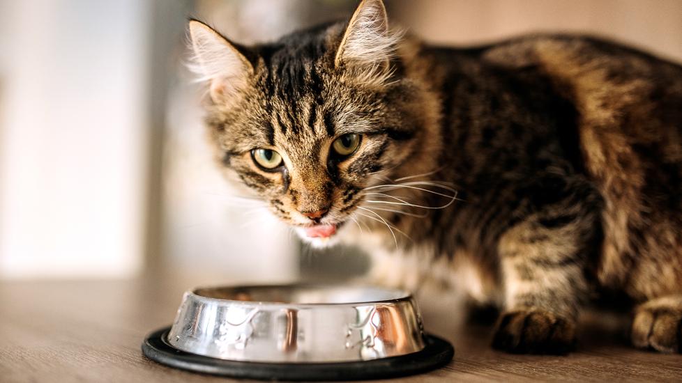 mirtazapine for cats: cat eating food