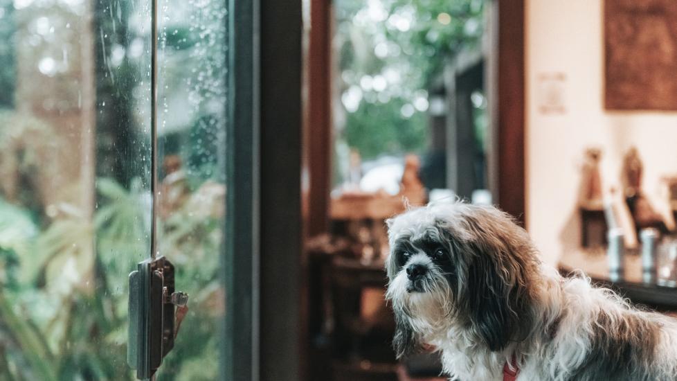 how to keep pets safe during storm; little dog looks out window during storm