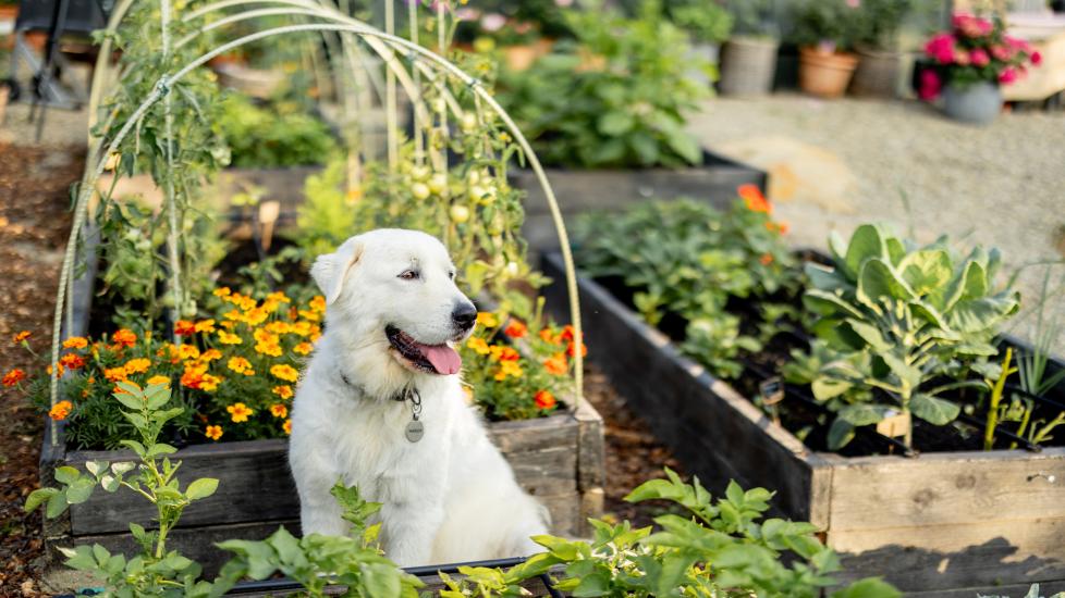 dog sits outside among flowers in a garden possibly near an aloe plant.