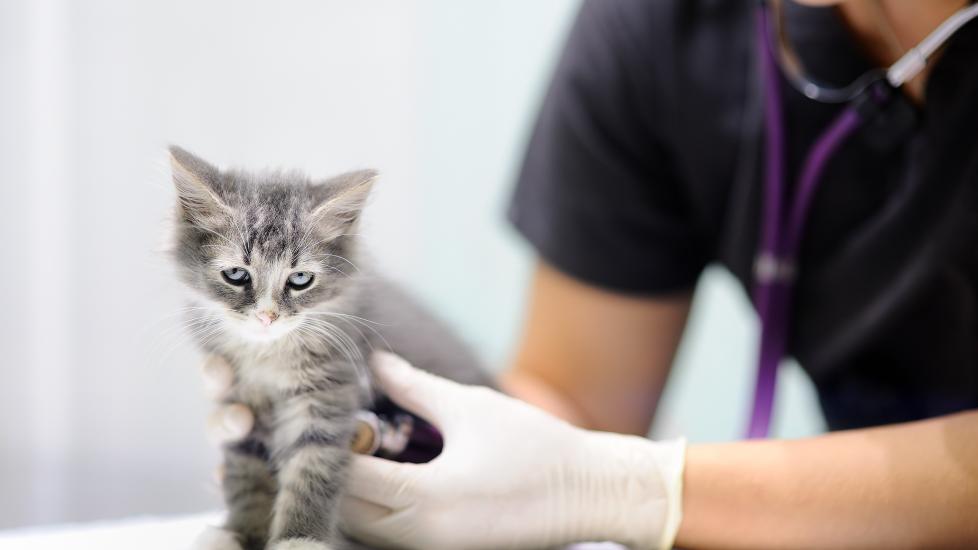 how much does it cost to spay a cat; a vet examines a kitten before cat spay surgery.