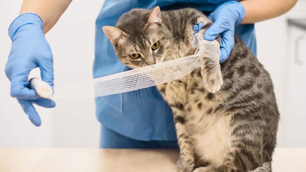 Can Cats Eat Dog Food in an Emergency 90 2: Survival Tips