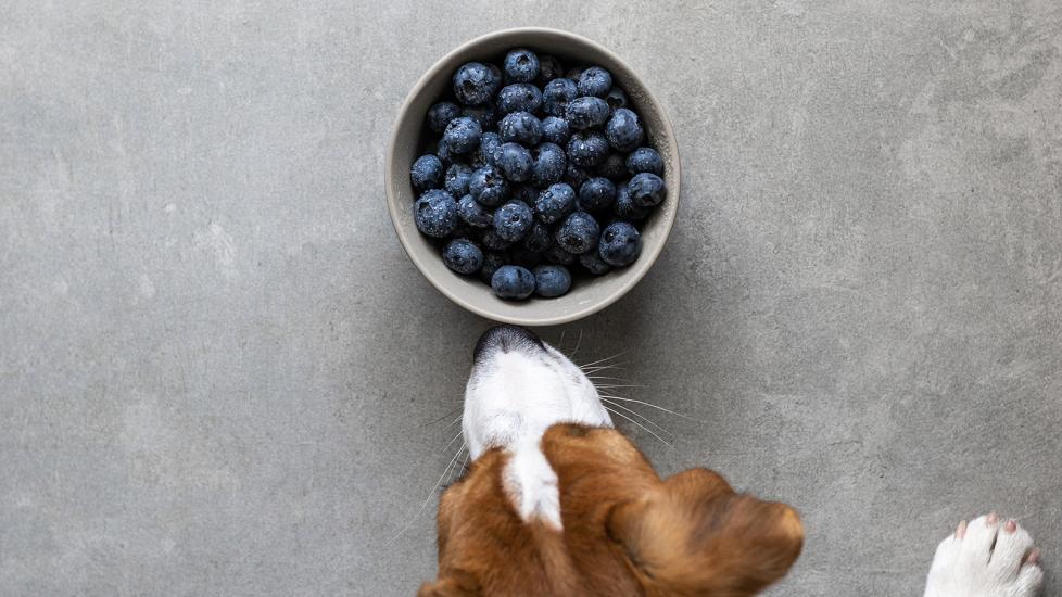 Can Dogs Eat Blueberries? Benefits, Risks, and Feeding Tips PetMD - Main Image