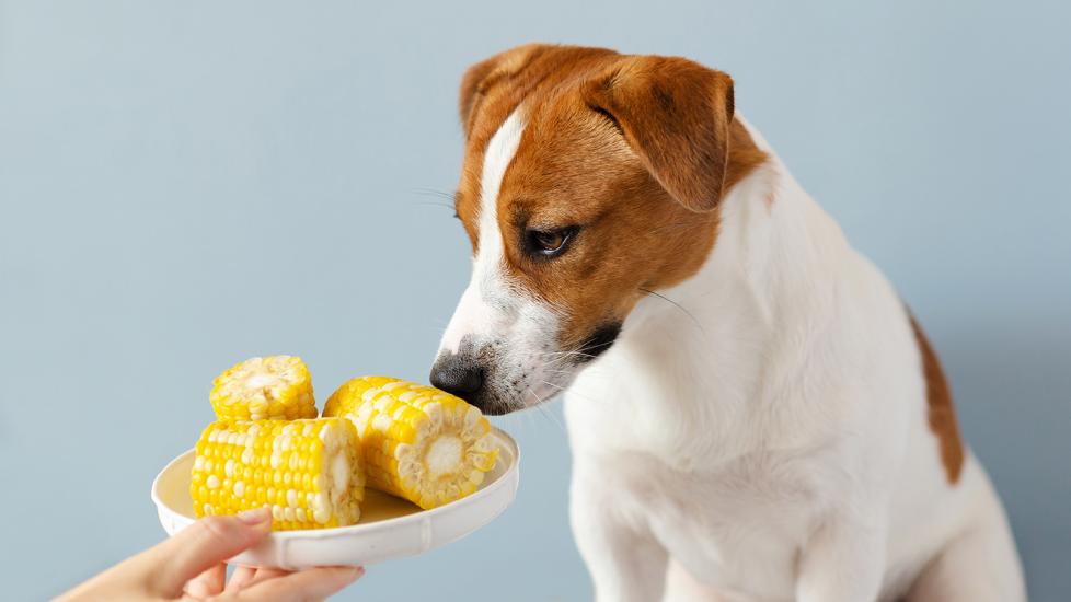 can dogs eat corn: dog staring at plate of corn on the cob