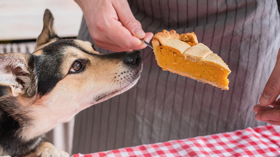 can dogs eat pumpkin: dog sniffing slice of pumpkin pie