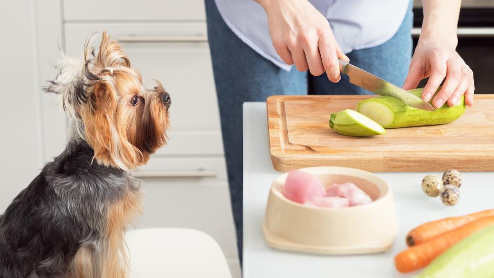 can dogs eat zucchini: dog staring at pet parent cut zucchini