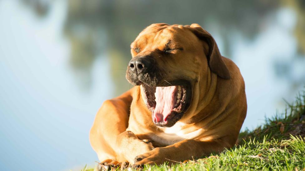 A big Boerboel dog lies in the sun. Learn whether dogs can get sunburned.