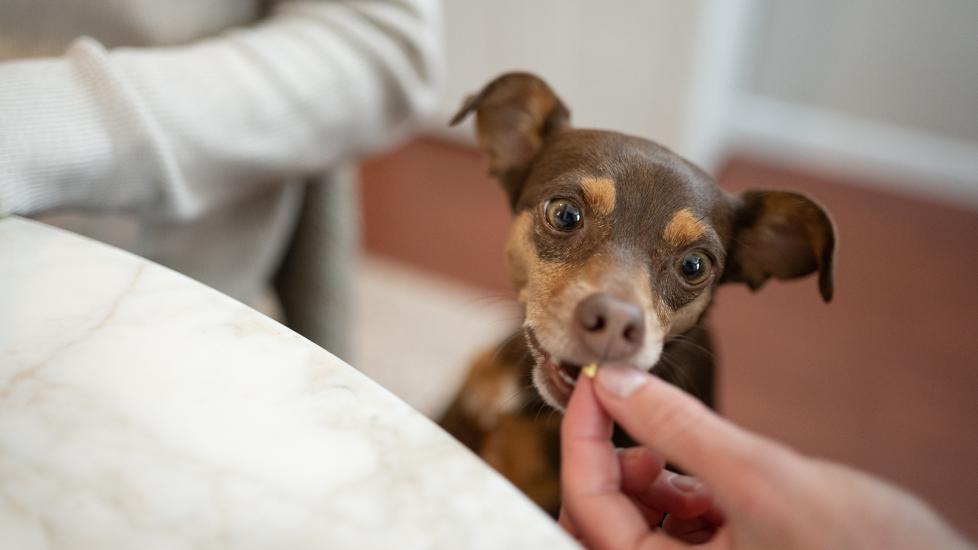 doxycycline for dogs: pet parent giving dog pill medication