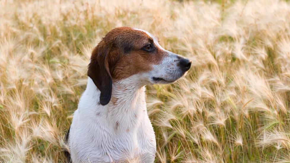 foxtails; a pup sits in a field of foxtails, which are dangerous to dogs.