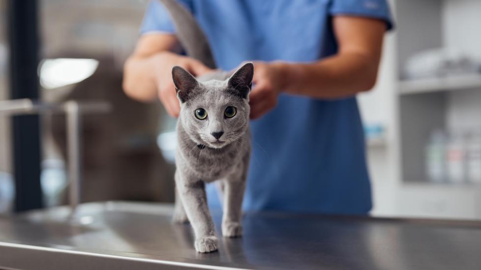  A gray cat standing on a veterinary exam table. Learn about hidden health issues in cats.
