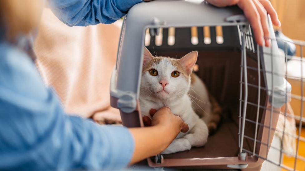 An orange and white cat sits in a hard-sided carrier. Learn how to get your cat used to their carrier.