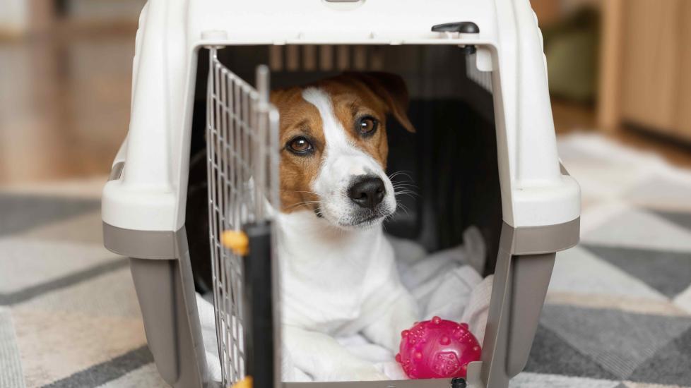 A small Jack Russell Terrier sits in a carrier with a chew toy. Learn how to protect pets during a tornado.