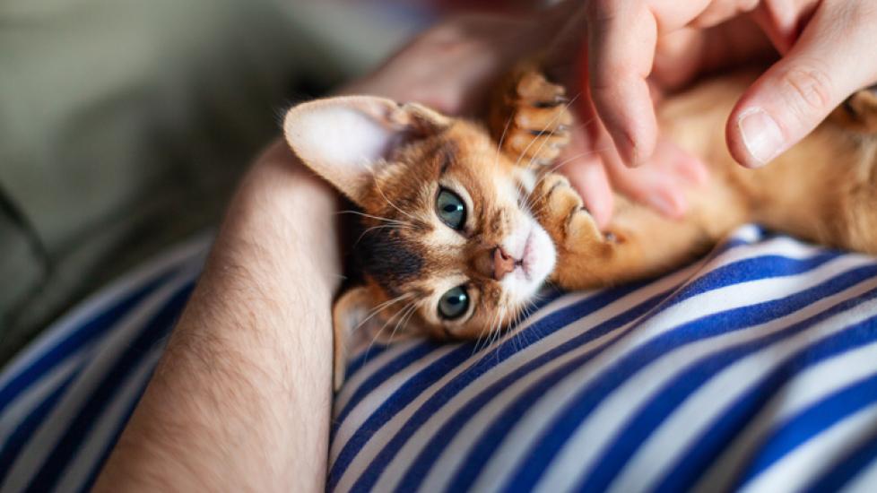 A kitten being petted, a common kitten socialization technique.