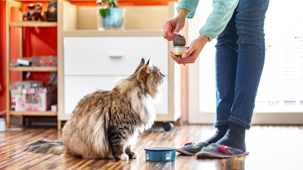 A woman opens a can of cat food as a fluffy gray cat waits by his bowl. Learn how to store cat food.