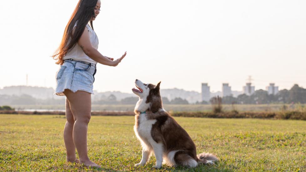 A woman teaching a dog to stay 