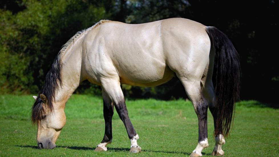Horse eating grass