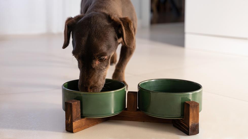 mirtazapine for dogs: dog sniffing food bowl