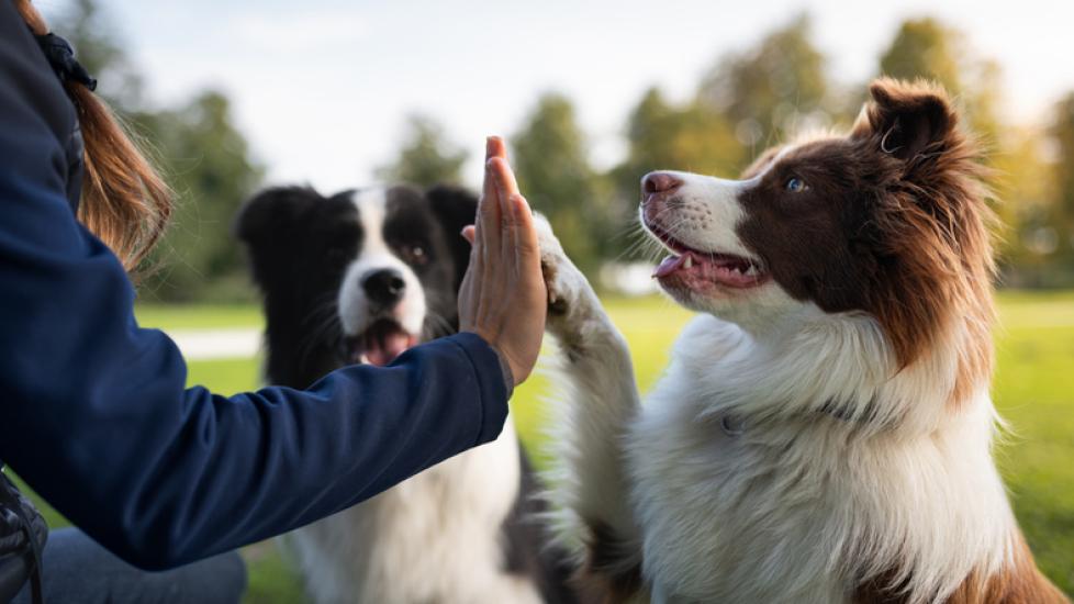 A dog learning skills in an obedience training class