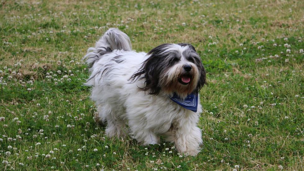 Polish Lowland Sheepdog Dog Breed Health and Care PetMD
