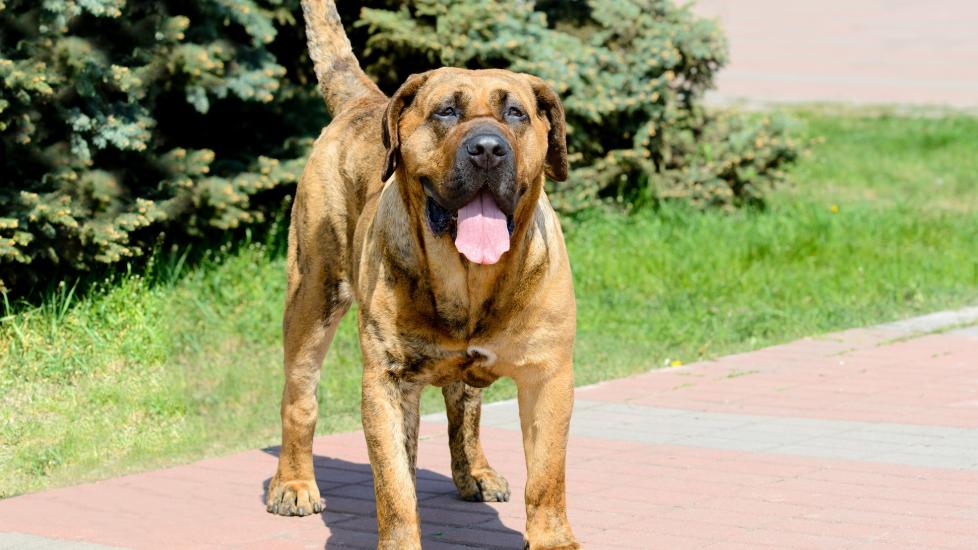a brindle presa canario standing outside with his tongue out