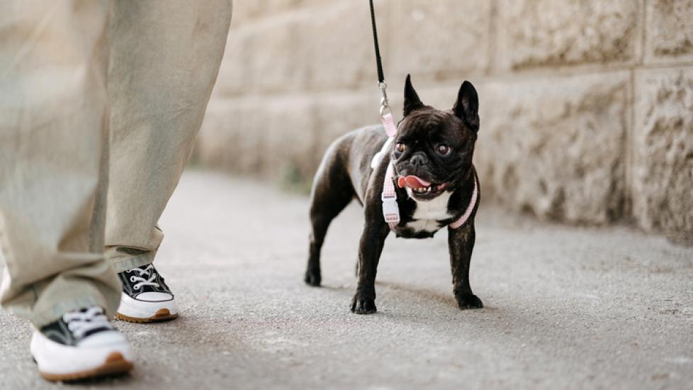 A black and white French Bulldog walking down a sidewalk and panting. Learn summer safety tips for flat-faced dog breeds.