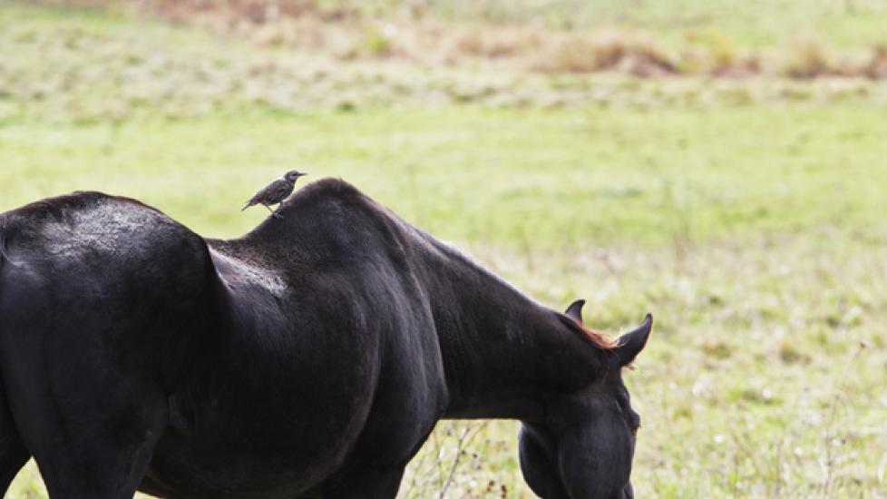 Horse with curved back grazing outside