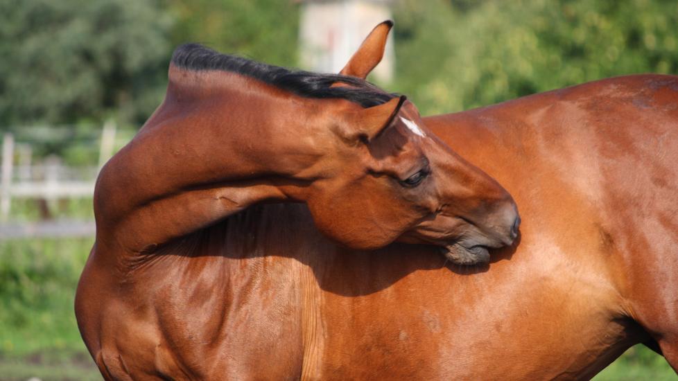 Itchy bay horse scratching their side with their teeth
