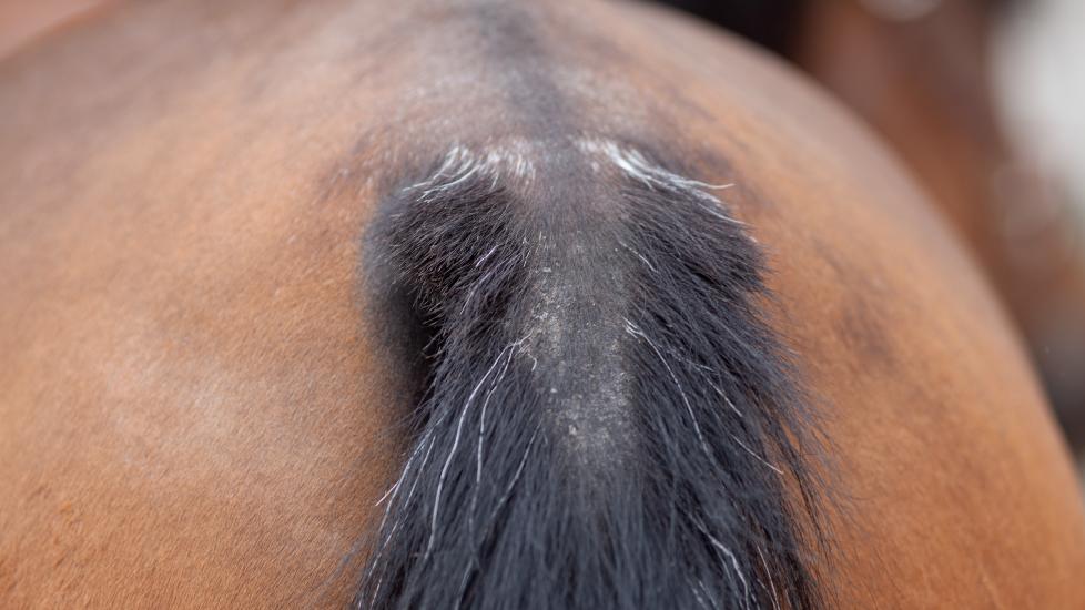 Horse tail rubbed
