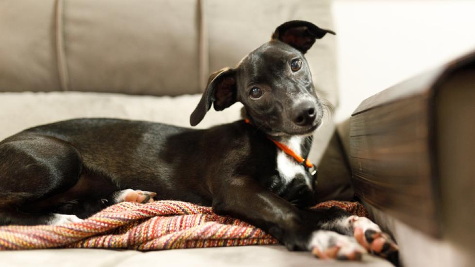 A dog sitting on a couch. Find out if vitamin E is good for dogs.