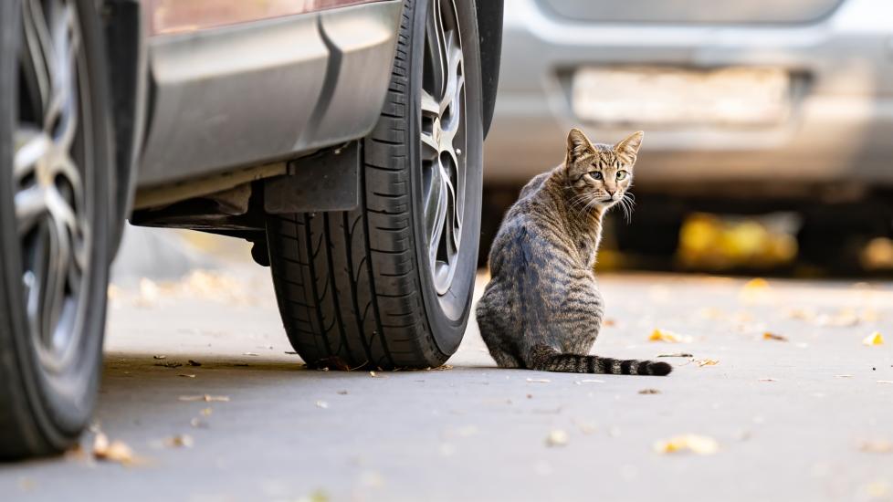 what to do if your cat was hit by a car; a cat sits next to a car.