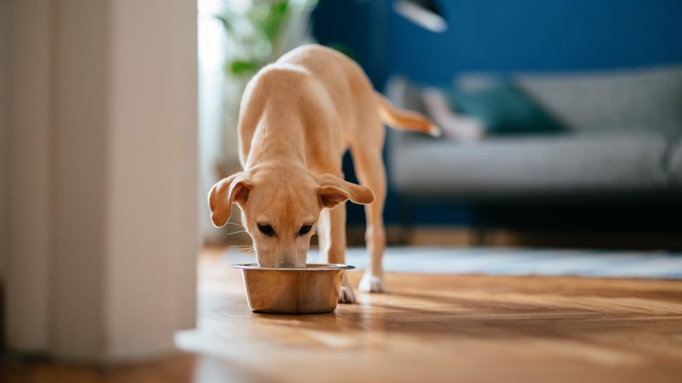 A beige puppy eating from a metal food bowl. Learn about dog food toppers.