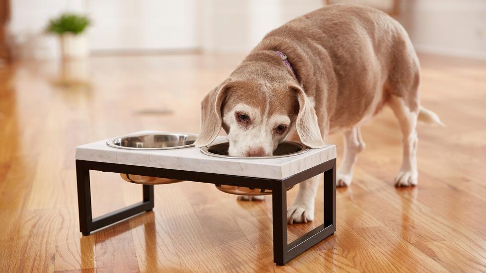 what to feed a dog with liver problems: dog eating out of food bowl
