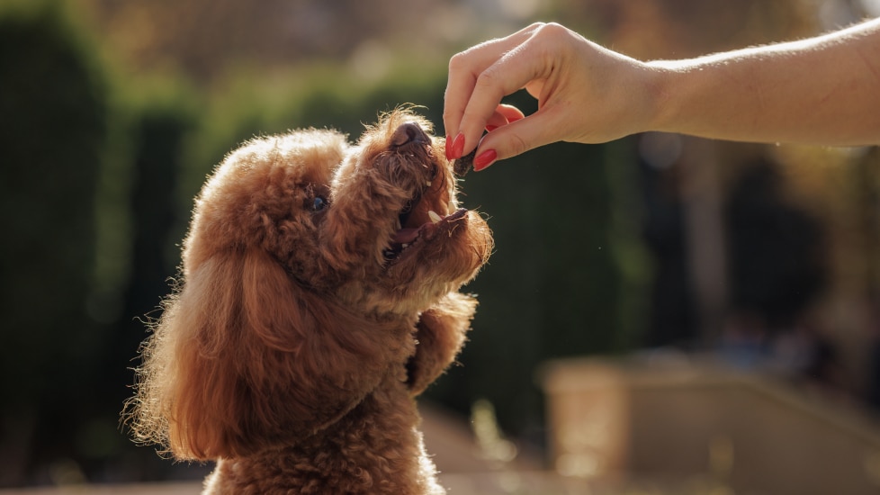 dog vitamins; a pet parent offers their dog a vitamin.