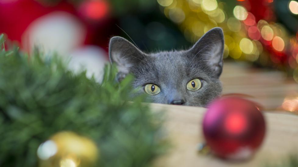 a cat looks at a holiday ornament during the holiday season