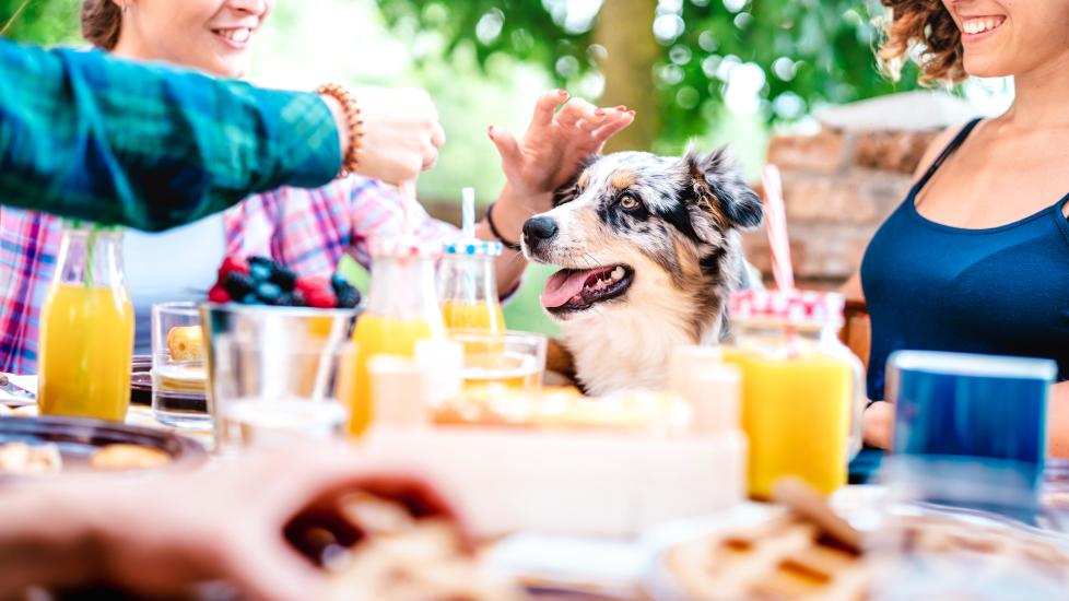 can dogs drink beer; dog sitting outside during a party.