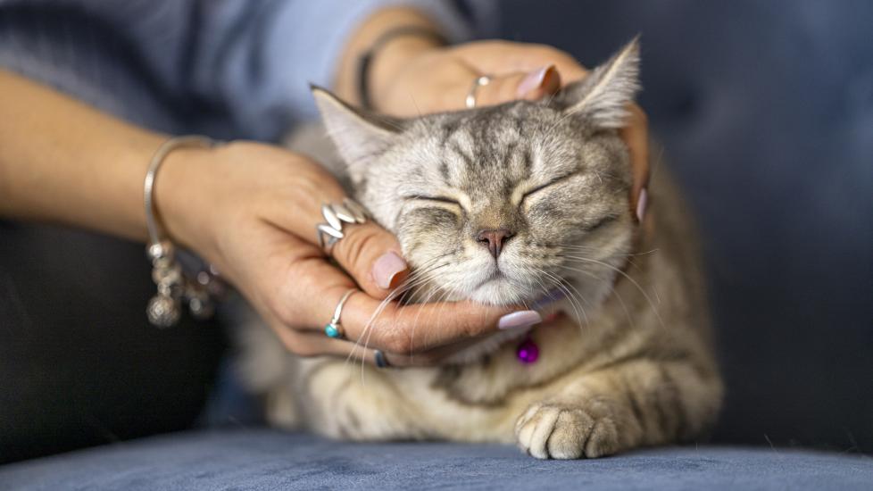 a cat enjoys getting a massage at home from their owner.
