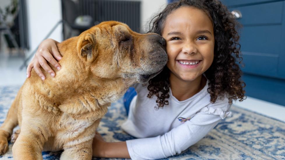 Things To Know About Adopting a Senior Dog PetMD
