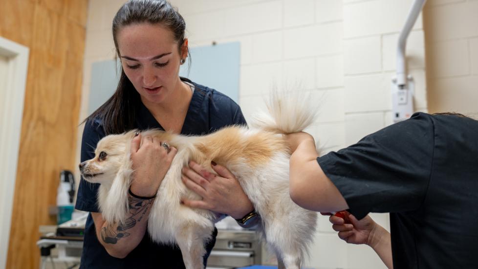 a vet tech helps to restrain a dog while a vet examines them during a vet appointment.