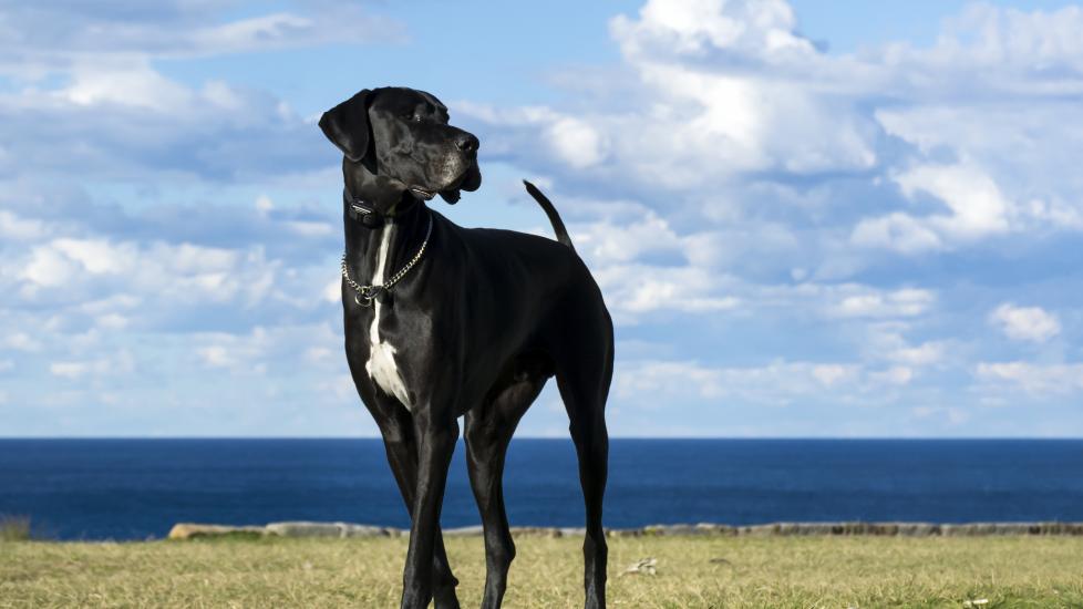 Large breed dogs benefit from specially formulated dog food.