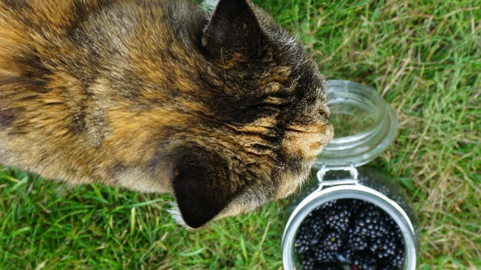 can cats eat blackberries: cat looking at jar of blackberries