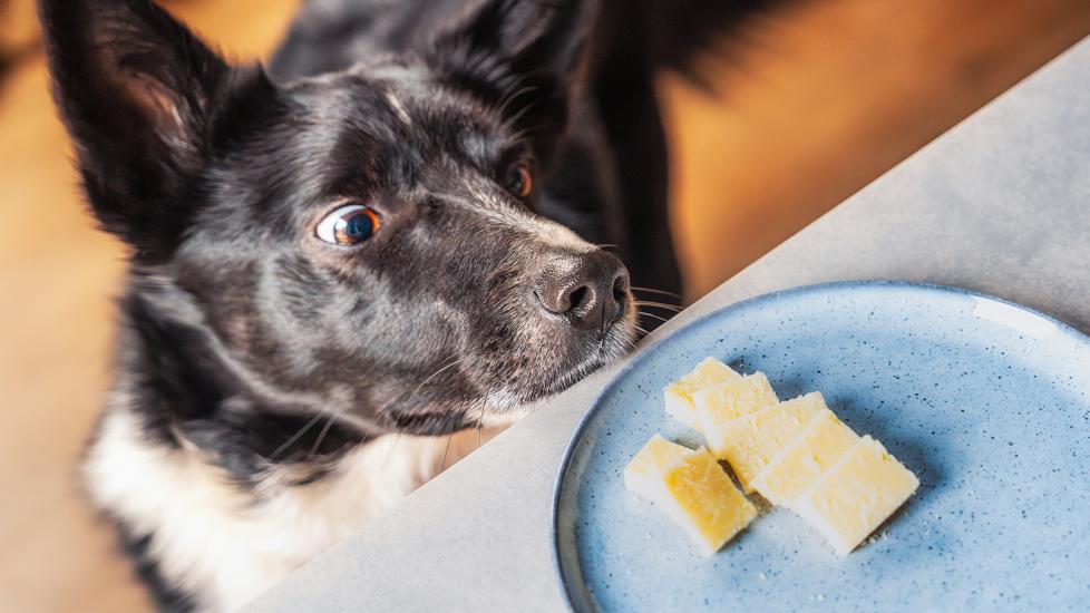 can dogs eat cheese: dog staring at cheese slices on plate