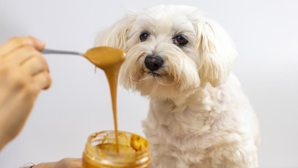 Can Dogs Eat Peanut Butter? | PetMD